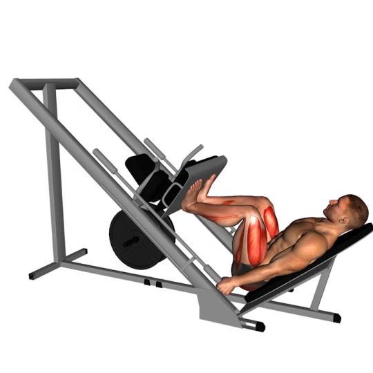ENTRENAMIENTO TORSO-PIERNA PARA HIPERTROFIA Y FUERZA