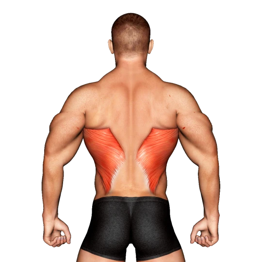 ESPALDA EN FORMA DE V