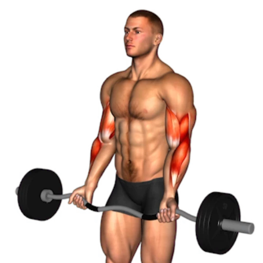 HIPERTROFIA MUSCULAR 4 DÍAS