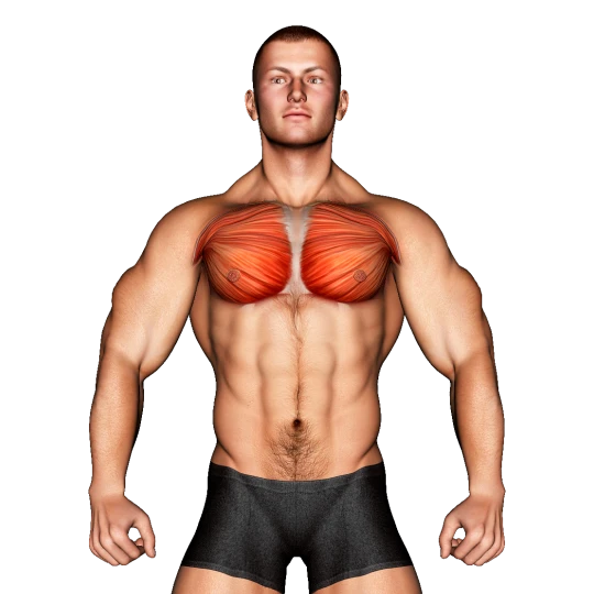 DESARROLLO MUSCULAR DE 3 DÍAS