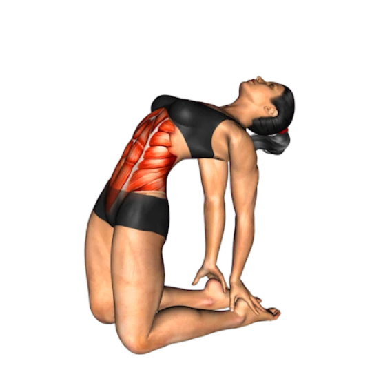 RETO: ABDOMEN PARA PRINCIPIANTE I (DESDE CASA)