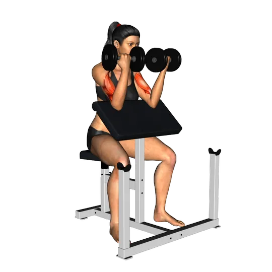 Curl de bíceps con mancuernas en banco predicador (torso girado)